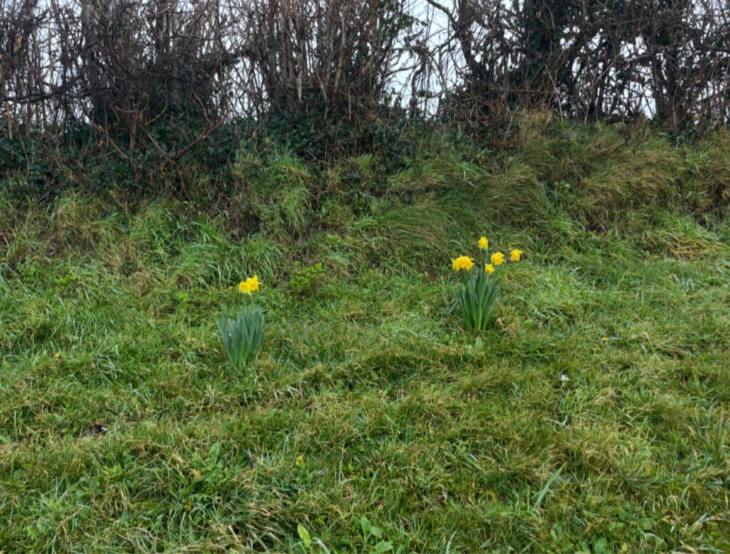 Daffodils