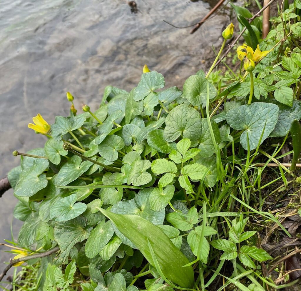 Celandine by the Venn at Bishop's Tawton